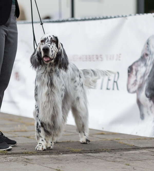 Britse Staande Hondenhow 2022 – Vereniging van Liefhebbers van de Engelse Setter.