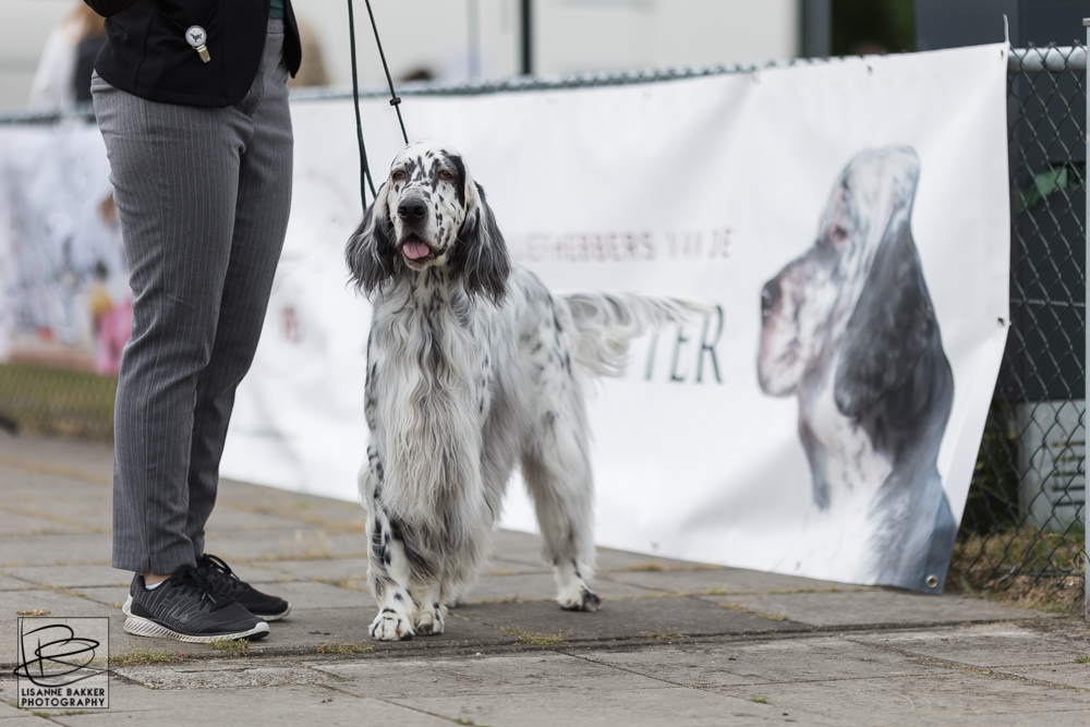 Britse Staande Hondenhow 2022 – Vereniging van Liefhebbers van de Engelse Setter.